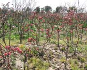 南汇天气预报20天查询