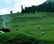 甘南州天气预报20天查询