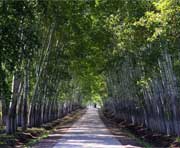 庆安天气预报20天查询