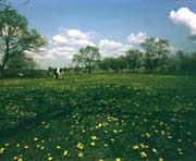 孙吴天气预报20天查询