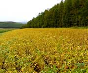 鸡西天气预报20天查询