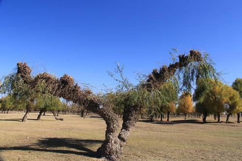 奈曼旗天气预报20天查询