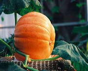 寿光天气预报20天查询