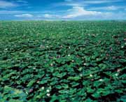 微山天气预报20天查询