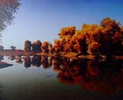 沙雅天气预报20天查询