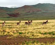 那曲天气预报20天查询