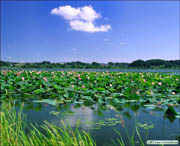 洪湖天气预报20天查询