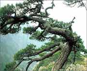 浦江天气预报20天查询