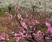 砀山天气预报20天查询