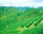 祁门天气预报20天查询