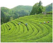 古丈天气预报20天查询