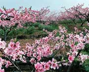 龙泉驿天气预报20天查询