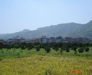 美姑天气预报20天查询