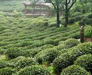 名山天气预报20天查询