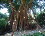 五华天气预报20天查询