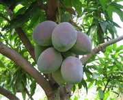 华坪天气预报20天查询