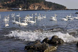 荣成大天鹅国家级自然保护区