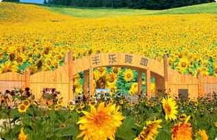 丰乐葵园