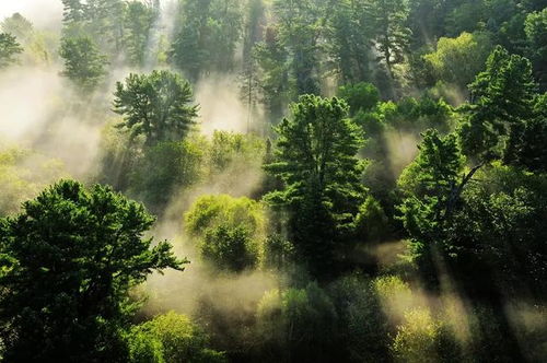 伊春五营国家森林公园