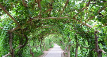 金山葡萄风景区