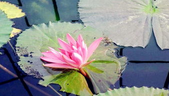 地龙梁子岛生态旅游区